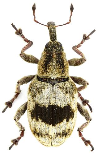 Tapinotus sellatus